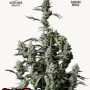 Cannabis seeds GORILLA Z Auto (GORILLA Zkittlez Auto) from Fast Buds